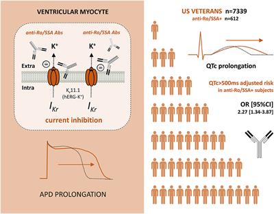 Anti-Ro/SSA Antibodies and the Autoimmune Long-QT Syndrome